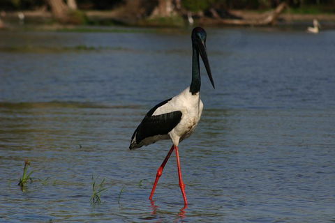 Litchfield And Jumping Crocodiles Full Day Trip From Darwin - Yamba Accommodation 1