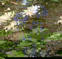 Yellow Water Cruise - Kakadu - Yamba Accommodation