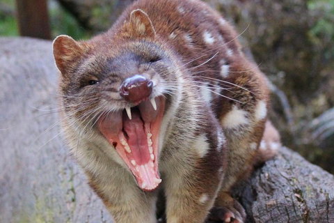 After Dark Tasmanian Devil Feeding Tour At Cradle Mountain - Yamba Accommodation 0