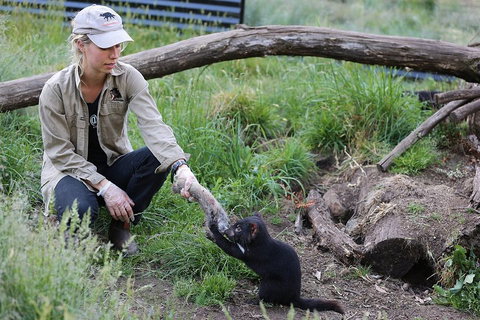 After Dark Tasmanian Devil Feeding Tour At Cradle Mountain - Yamba Accommodation 1