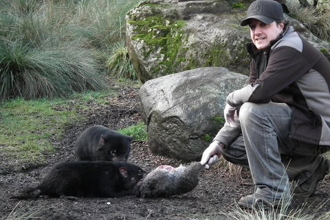 After Dark Tasmanian Devil Feeding Tour At Cradle Mountain - Yamba Accommodation 2