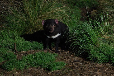 After Dark Tasmanian Devil Feeding Tour At Cradle Mountain - Yamba Accommodation 4