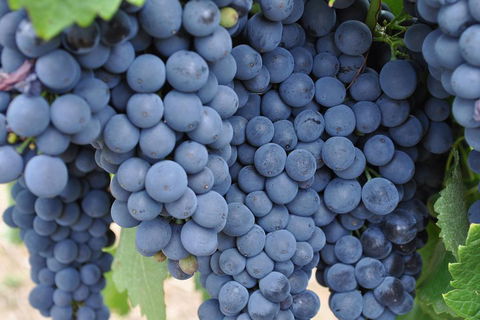 Barossa Valley Cellar Doors Luxury Wine Tour - Yamba Accommodation 4