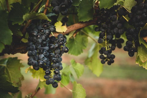 Hideaway Private Tours Hunter Valley- Indulgence Wine Tour (Full Day) - Yamba Accommodation 3