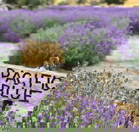 Kangaroo Island Food and Wine Trail Tour - Yamba Accommodation