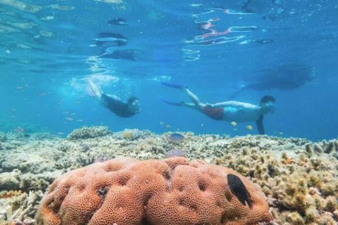 Great Barrier Reef Day Cruise To Reefworld - Yamba Accommodation 1