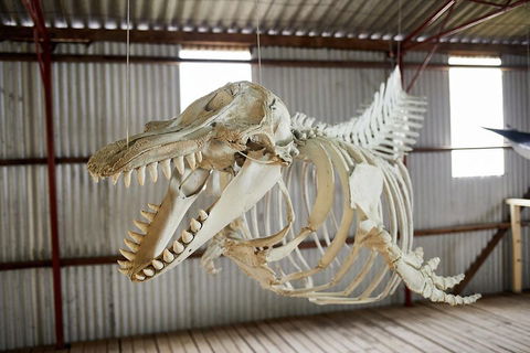 Albany's Whale Story - Yamba Accommodation 3