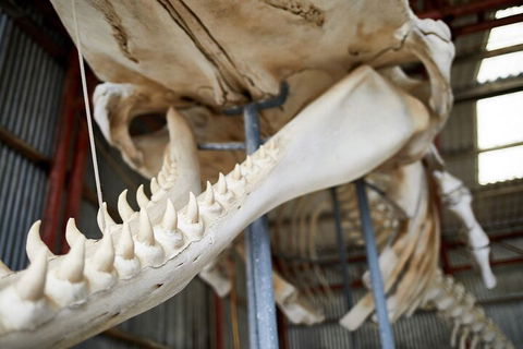 Albany's Whale Story - Yamba Accommodation 5
