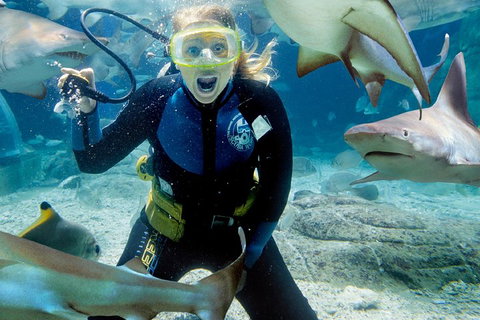 Shark Dive Experience At SEA LIFE Melbourne Aquarium - Yamba Accommodation 0