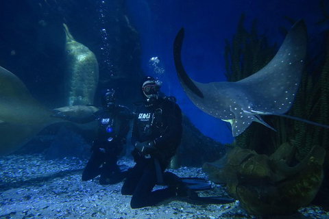 Shark Dive Experience At SEA LIFE Melbourne Aquarium - Yamba Accommodation 1
