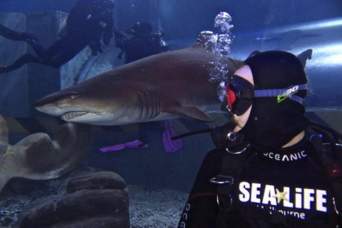 Shark Dive Experience At SEA LIFE Melbourne Aquarium - Yamba Accommodation 2
