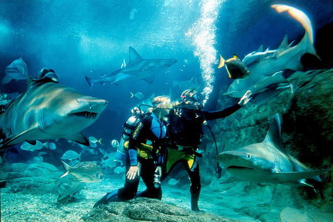 Shark Dive Experience At SEA LIFE Melbourne Aquarium - Yamba Accommodation 3