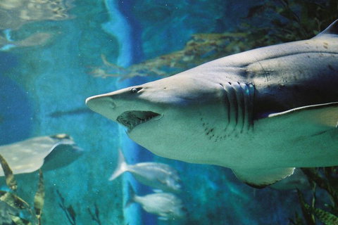 Shark Dive Experience At SEA LIFE Melbourne Aquarium - Yamba Accommodation 4