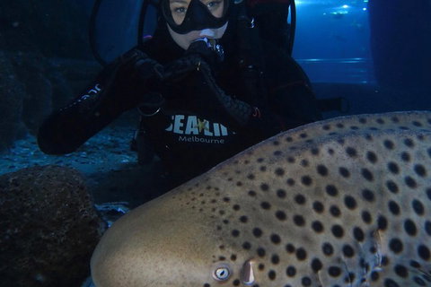 Shark Dive Experience At SEA LIFE Melbourne Aquarium - Yamba Accommodation 5