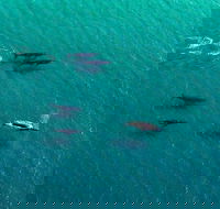 40-45 Minute Port Stephens and Stockton Beach Helicopter Flight - For 2 - Yamba Accommodation