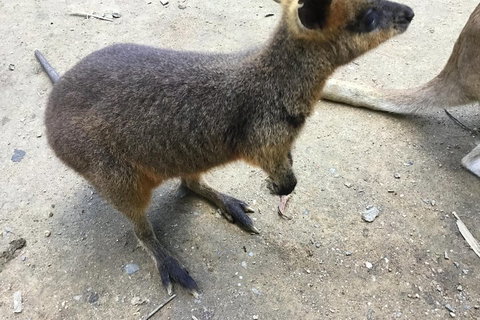 Cairns City Tour - Yamba Accommodation 2