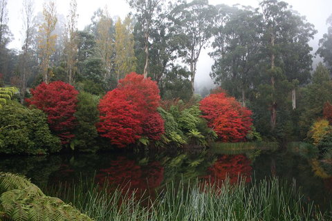 LGBT+ Friendly Full Day Yarra Valley & Dandenong Ranges Private Tour - Yamba Accommodation 2