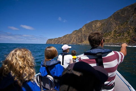 Seal Island Boat Tour From Victor Harbor - Yamba Accommodation 0