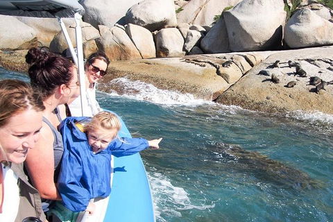 Seal Island Boat Tour From Victor Harbor - Yamba Accommodation 4