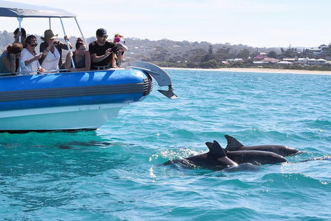 Seal Island Boat Tour From Victor Harbor - Yamba Accommodation 5