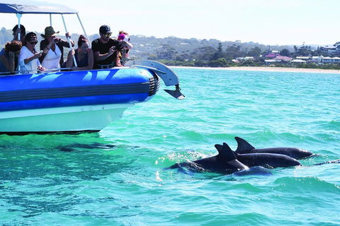 Southern Ocean Adventure From Victor Harbor - Yamba Accommodation 2