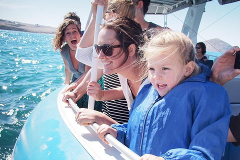 Southern Ocean Adventure From Victor Harbor - Yamba Accommodation 4