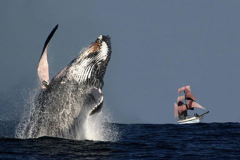 Sydney Harbour Tall Ship Whale & Sail - Whale Watching Cruise - Yamba Accommodation 0