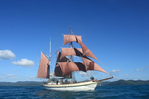Sydney Harbour Tall Ship Whale & Sail - Whale Watching Cruise - Yamba Accommodation 1