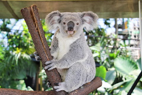 Cairns ZOOM And Wildlife Dome - Yamba Accommodation 0