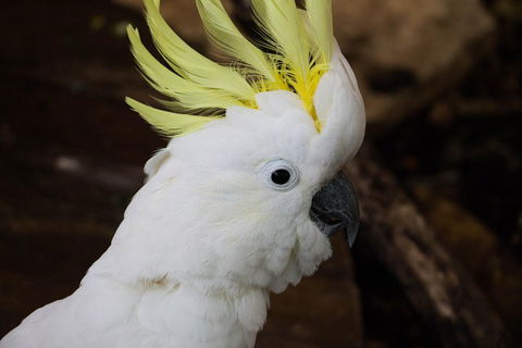 Cairns ZOOM And Wildlife Dome - Yamba Accommodation 2