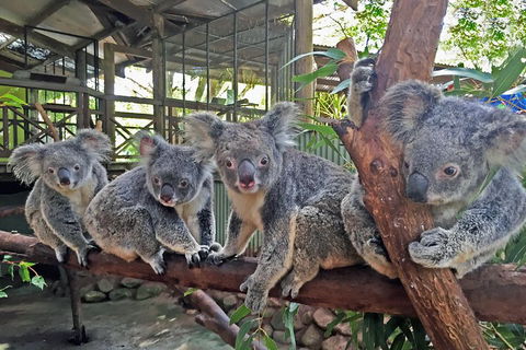 Best Of Kuranda Including Skyrail, Kuranda Scenic Railway And Rainforestation - Yamba Accommodation 4