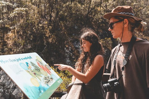 Springbrook AndTamborine Rainforest Tour Incl Natural Bridge And Glow Worm Cave - Yamba Accommodation 0