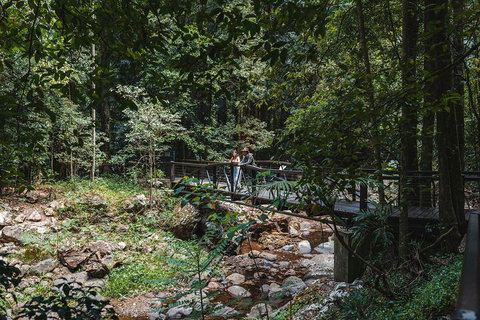 Springbrook AndTamborine Rainforest Tour Incl Natural Bridge And Glow Worm Cave - Yamba Accommodation 3