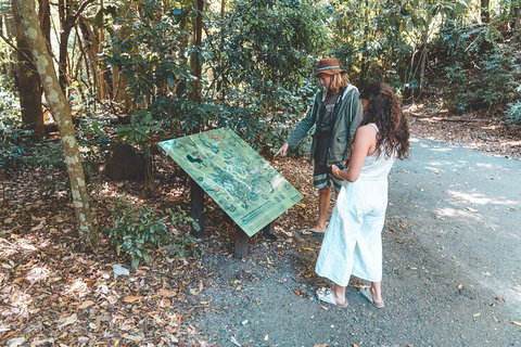 Springbrook AndTamborine Rainforest Tour Incl Natural Bridge And Glow Worm Cave - Yamba Accommodation 5
