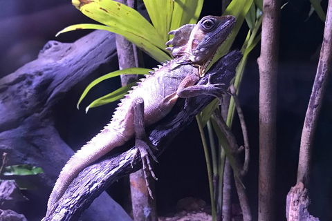 Cairns Aquarium Admission Ticket - Yamba Accommodation 0