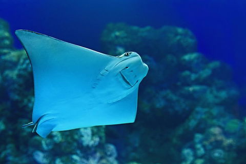 Cairns Aquarium Admission Ticket - Yamba Accommodation 2