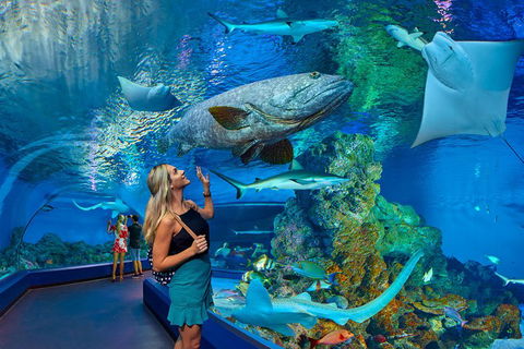 Cairns Aquarium Admission Ticket - Yamba Accommodation 3