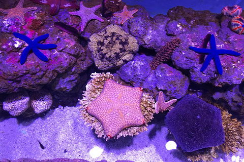 Cairns Aquarium Admission Ticket - Yamba Accommodation 5