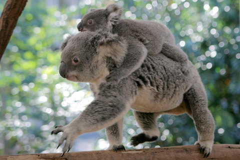 Lone Pine Koala Sanctuary Admission With Brisbane River Cruise - Yamba Accommodation 0