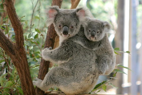 Lone Pine Koala Sanctuary Admission With Brisbane River Cruise - Yamba Accommodation 3