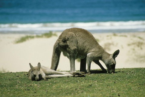 Great Ocean Road Highlights Tour - 2 Days, 1 Night - Yamba Accommodation 2