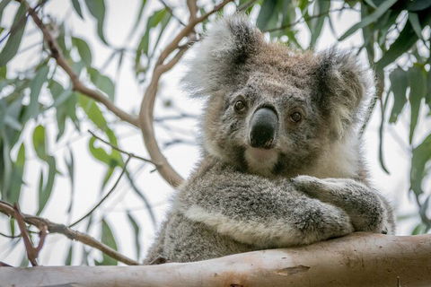 Great Ocean Road & Grampians National Park Tour - 3 Days, 2 Nights - Yamba Accommodation 2