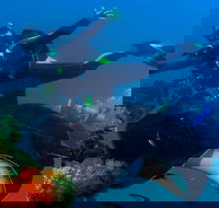 Scuba Dive the S.S. Yongala Wreck on the Great Barrier Reef. - Yamba Accommodation